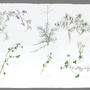 Bocetos botánicos . Acuarelas sobre papel Arches . 57 x 76 cm