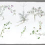  Botanical sketches . Watercolour on Arches paper . 57 x 76 cm