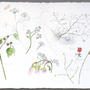 Bocetos botánicos . Acuarelas sobre papel Arches . 57 x 76 cm