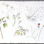  Botanical sketches . Watercolour on Arches paper . 57 x 76 cm