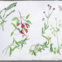  Botanical sketches . Watercolour on Arches paper . 57 x 76 cm