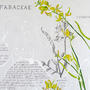 Spetses - Invierno-Primavera. Limonastrum, Phlomis fruticosa . Detalle